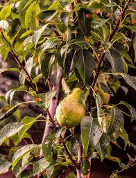 Check spelling or type a new query. Functional Fruit Trees