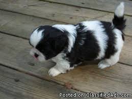 It's recommended to get your shih tzu used to having their mouth, ears, and paws handled as a puppy and rewarding them for grooming sessions. Shih Tzu Puppies Price 300 00 For Sale In Fayetteville Arkansas Best Pets Online
