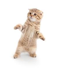 Kedi Hayvanlar Itten Animals Hayvanlar Kedi Hayvanlar Alemi
