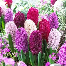 Pin On Hyacinth