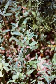 Image result for Justicia exigua