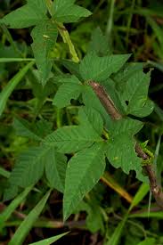 Image result for Merremia pterygocaulos