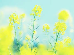 Pin By Ginny Batty On Bright Spring The World Around Us Bright Wallpaper Yellow Wallpaper Yellow Flowers