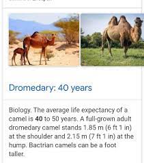 Camels is an exercise for the b2 first use of english set at an upper intermediate level of english. How Many Years Does A Camel Live Brainly In