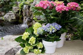 Choose from our wide range of flowering plants and planted arrangements to celebrate the easter holiday. How To Take Care Of Easter Flowers Sheridan Nurseries