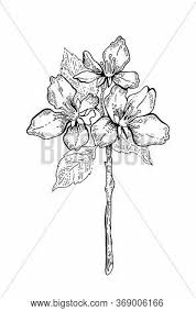 Sakura Blossom Flower Vector Photo Free Trial Bigstock I'm doing a koi fish tattoo and i was wondering if i could use your sakura flowers above in it? sakura blossom flower vector photo