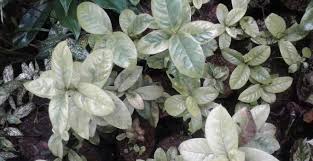 We did not find results for: 12 Tanaman Hias Variegata Yang Menguntungkan Puluhan Juta