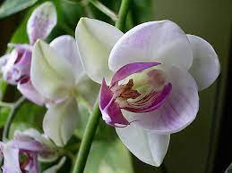 Falenopsis Phalaenopsis Pie Esteres Un Egila Orhidejas Orhideju Kopsana 1 Orchid Flower Flowers Orchids