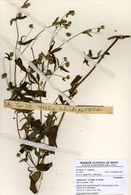 Image result for Aspilia rudis