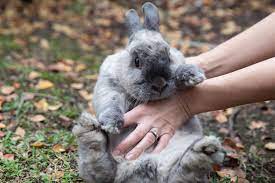 Start with giving the rabbit just one stroke down their back and then moving your hand away. Buying And Caring For A Pet Rabbit