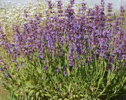 Image result for Salvia nilotica