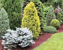 Pin By Jennifer Slipp On Conifers Conifers Garden Evergreen Landscape Garden Shrubs