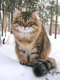 Let S Talk About Ways To Keep Outdoor And Feral Cats Safe In The Winter Cattime Siberian Forest Cat Siberian Cat Cat Breeds