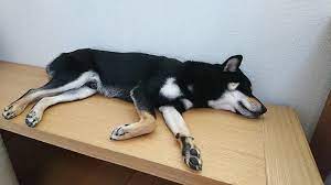 高い所が好きな黒柴 大福まめ まめ家の柴犬 柴犬かわいい しばわんこ 日本犬 柴犬昼寝 黒柴 黒柴 柴犬 犬