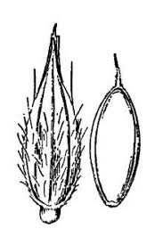 Image result for Eriochloa fatmensis