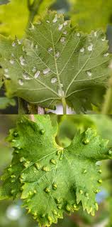 Image result for Colomerus vitis