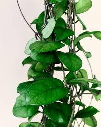 Also, it's been a while. Hoya Fungii With Beautiful Leaves With Darker Veins And Silver Flecks