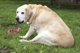 Check spelling or type a new query. Chubby Labrador Retrievers May Be Genetically Predisposed To Obesity Wired Uk
