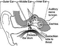 The shoulder joint part a drag the labels onto the diagram to identify the structures and ligaments of the shoulder joint. Nasa Human Vestibular System In Space