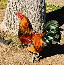 Hosted by silky, bush and belle, since 2014 roosters radio is the official podcast of the sydney. The Arroyo Grande Village Rooster Conundrum What S All The Crowing About On The 101