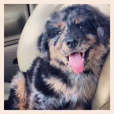 Rottweiler mix puppies for sale. Australian Shepard Rottweiler And Irish Setter Mix Precious Baby Puppies Rottweiler Mix Dogs Rottweiler Mix