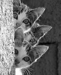 Pin By Didem Cevik On Kediler Kitten Photos Animals Cute Animals