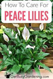Peace Lily Plant Care Guide How To Grow A Peace Lily Lily Plant Care Peace Lily Plant Care Peace Lily Plant