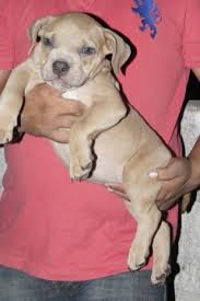Check spelling or type a new query. Buy Kci Registered Puppies From Verified Dog Breeders In India