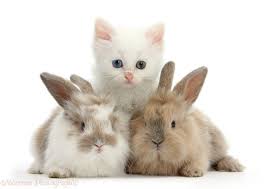Babies have these traits, as do puppies, but so do other inanimate objects that are less obvious. Cute Baby Puppies And Kittens Hd Desktop 10 Cute Puppies And Kittens Cute Baby Puppies Kittens And Puppies
