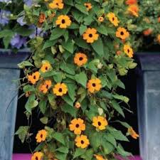 Climbing plants with flowers philippines. 404 Black Eyed Susan Vine Black Eyed Susan Flowering Vines