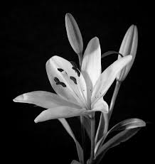 Black And White Lily Flower Free Image On Pixabay Lily Lilies Flower Plant Nature Nature Photography Flowers Black White Flowers Lily