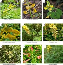 Image result for Crotalaria barkae