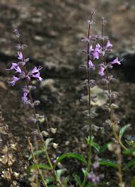 Image result for Syncolostemon canescens