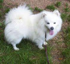 Pin On Miniature American Eskimo Dogs