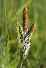 Image result for Carex runssoroensis