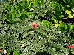 Image result for Sesbania sericea