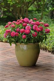 These are done in a couple of hours! Inspiring Ideas To Plant A Garden For Year Round Color Hgtv Container Flowers Container Plants Container Gardening Flowers