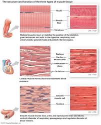 Image result for Muscle Tissue