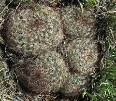The andes is one of the longest mountain ranges in the world that serves as home to a significant number of cacti the occurrence of cacti plants in extremely cold and wet regions may come as a surprise to many, but that is how things are. In The Company Of Plants And Rocks Guest Post The Cactus Field S Of Sheep Mountain