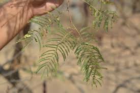 Image result for Acacia montigena