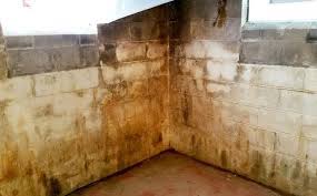 Our black mold photos above show dense black fungal growth on drywall (black mold on sheetrock™ type wall surfaces) in areas that have been very wet. 11 Tips To Get Rid Of Basement Mold
