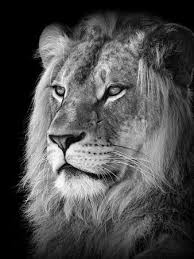 Search, discover and share your favorite lion black and white gifs. Portrait Of A Lion In Black And White Photographic Print Reinhold Leitner Allposters Com