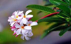 Screen flower wallpapers high definition. Plumeria Branch With Green Leaves And White Flowers Wallpaper Hd Wallpapers13 Com