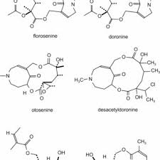 Image result for Senecio maranguensis