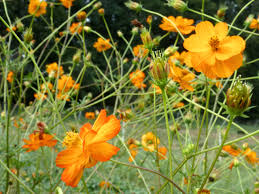 Najděte stock snímky na téma double hibiscus orange flowers southern california v hd a miliony dalších stock fotografií, ilustrací a vektorů bez autorských poplatků ve sbírce shutterstock. Cosmos Mona S Orange