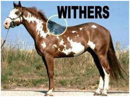 They eat nearly 2 cups of sweet feed in a day. Summer Horse Rental Sombrero Ranches