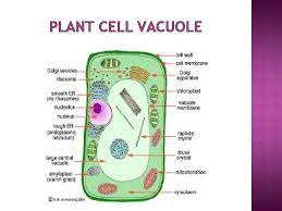 Plant cells are eukaryotic cells present in green plants, photosynthetic eukaryotes of the kingdom plantae. Vacuoles Plant Cell Animal Cell Introduction A Vacuole