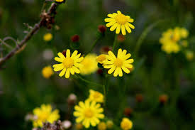 Image result for Senecio sp.no.2