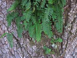 Image result for Pleopeltis  × simiana