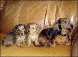 Choose from contactless same day delivery, drive up and more. Dachshund Puppies For Adoption The Y Guide